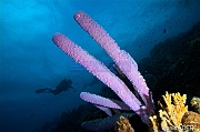 Aplysina-archeri eponge tubulaire tuyau violette Ambiance Catherine-Bonaire South Bay-22m-20180218-Denis-ADER-DSC_6488_tn